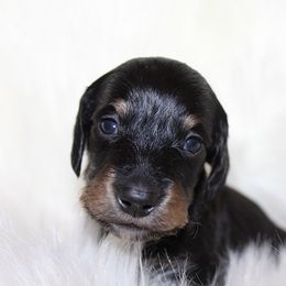 Boy 1 - Black and tan male Dachshund puppy in Craig, Colorado from Rocky Mountain Shih Tzus and Dry Creek Miniature Dachshunds
