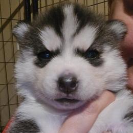 Pikachu - Black and white female Siberian Husky puppy in Le Sueur, Minnesota from Tevana Siberians LLC