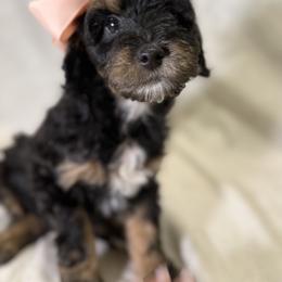 Cockapoo and Goldendoodle Puppies from Jax Doodles
