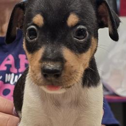 Female 2 - White black and tan female Rat Terrier puppy in Divide, Colorado from Outlaw Farm and Kennel