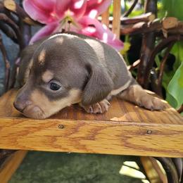 Mocha - Chocolate and tan female Dachshund puppy in Richburg, New York from Granny's babies