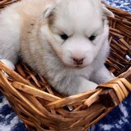 Pomsky and Siberian Husky Puppies from Cold Mountain Kennel