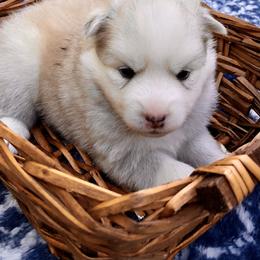 Pomsky and Siberian Husky Puppies from Cold Mountain Kennel
