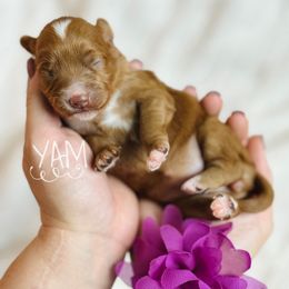 Yam - Red  female Goldendoodle puppy in Naples, Florida from Paradise Coast Doodles