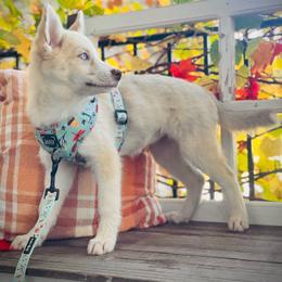 Mink - Merle female Pomsky puppy in Greenville, South Carolina from Thicketty Mountain Pomskies