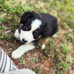 Bronx - Black tri-color female Australian Shepherd puppy in Takilma, Oregon from Little Elder Creek Australian Shepherds