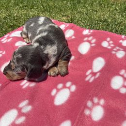 Dachshund Puppies from TLC Dachshund