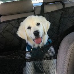 Golden Retriever Puppies from Autumnwood Golden Retrievers