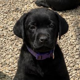 Grace (Purple Collar) (Being picked up on 8-2-26 at 4) - Black female Dilute Retriever puppy in Baldwin City, Kansas from Hedge Lane Labradors