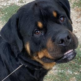 Odin - Rottweiler