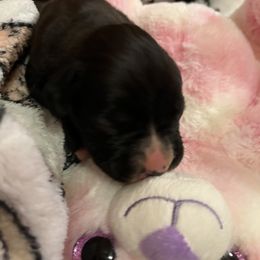 Boxer Puppies from Teressa's Boxers