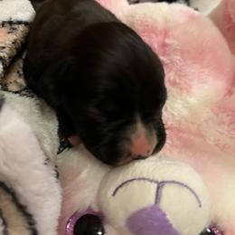 Boxer Puppies from Teressa's Boxers