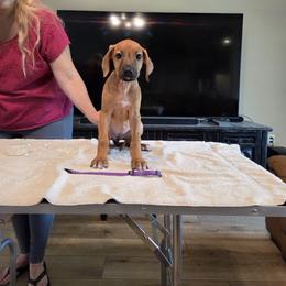 Purple collar - Rd whtn blk nose female Rhodesian Ridgeback puppy in Ocala, Florida from Avanti Ridgebacks
