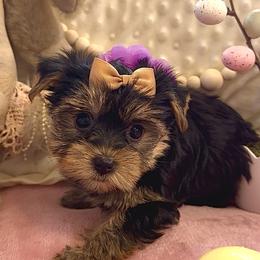 Primcess Jasmine - Black and gold female Yorkshire Terrier puppy in Fairview, West Virginia from Prims Puppies LLC