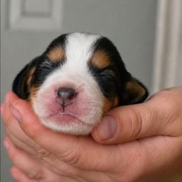 Crunch - Blue tan and white male Beagle puppy in Lake City, Florida from Sunkissed Beagles