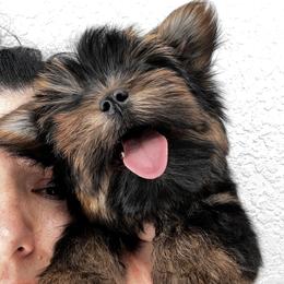Kiki - Black and tan male Yorkshire Terrier puppy in Cape Coral, Florida from Katherine’s Yorkies and Poodles