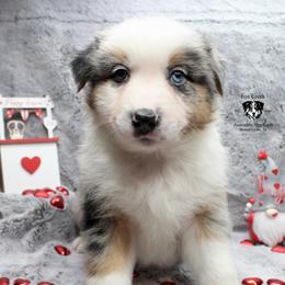 Dwight - Blue merle Australian Shepherd puppy in Honey Grove, Texas from Fox Creek