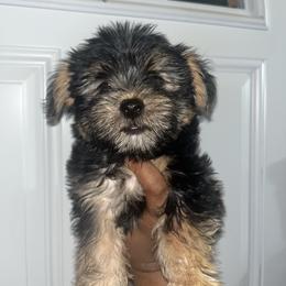 Slinky 1500 - Black and tan male Yorkshire Terrier puppy in Gastonia, North Carolina from Dynasty Kennel