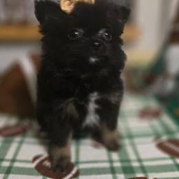 Juniper - Black and tan female Pomeranian puppy in Mississippi from Chainbreakerkennels