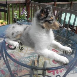 Collie Puppies from Collies Noble Majestic Angels