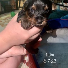 Yorkshire Terrier Puppies from Cutest AKC AZ Yorkies