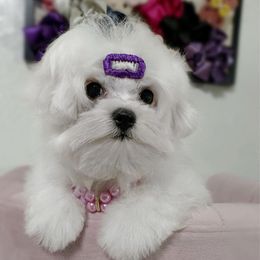 Dina - White female Maltese puppy in Vinton, Louisiana from Dreams & Love Maltese