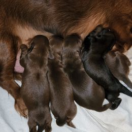 Dachshund Puppies from Long & Low Miniature Dachshunds