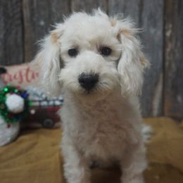 Cozmo - Companion Cross puppy from Panther Creek Road