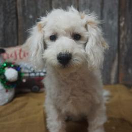 Cozmo - Companion Cross puppy from Panther Creek Road