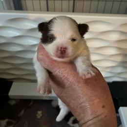 Girl 1 - Chocolate parti female Pomeranian puppy in Maplefalls, Washington from Snow peak poms