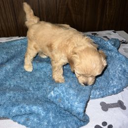 Cavapoo Puppies from Teddy & Elly Litter