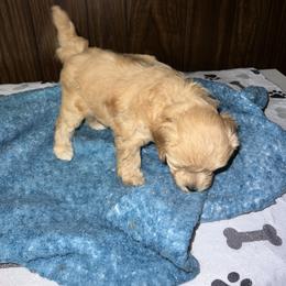 Cavapoo Puppies from Teddy & Elly Litter