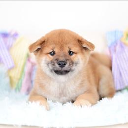 Ranger -OFA HEALTH TESTED- - Red male Shiba Inu puppy in Neosho, Missouri from Kenny Cave K9s