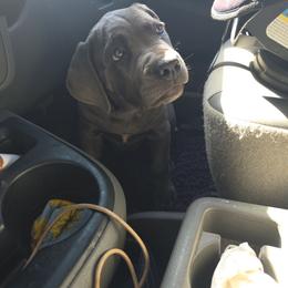 Frigg - Gray female Cane Corso puppy in Asheville, North Carolina from MTO KENNELS