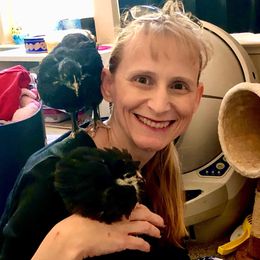 Aussiedoodle, Australian Shepherd, Miniature American Shepherd, and Miniature Australian Shepherd Puppies from Bline's Awesome Aussies