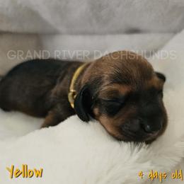 Yellow Girl - Red female Dachshund puppy in South Dakota from Grand River Dachshunds
