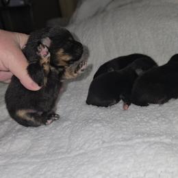 Delilah - Black and tan female Pomeranian puppy in Angleton, Texas from Pomeranian Palace, LLC