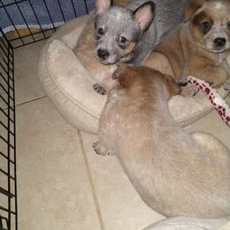 Australian Cattle Dog Puppies from FullMoon Cattle Dogs