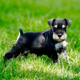 Champ - Black and silver male Miniature Schnauzer puppy in Snowflake / Phoenix, Arizona from Snowflake Schnauzers