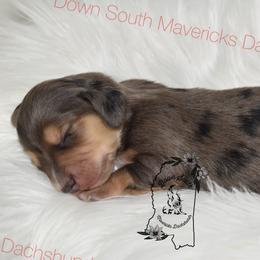 Dapple boy - Dapple male Dachshund puppy in Seminary, Mississippi from Down South Mavericks Dachshunds
