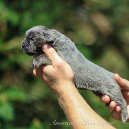 Sicily - Gray female Cane Corso puppy in Cable, Ohio from Americana Cane Corso