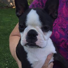 Boston Terrier Puppies from Deb's Bouncing Bostons