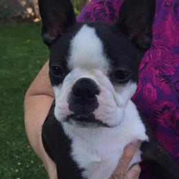 Boston Terrier Puppies from Deb's Bouncing Bostons