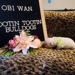 French Bulldog Puppies from Rootin' Tootin' Bulldogs, LLC