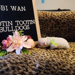 French Bulldog Puppies from Rootin' Tootin' Bulldogs, LLC