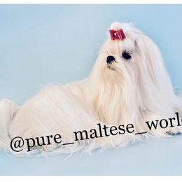 Maltese Puppies from Marvellous Maltese