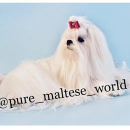 Maltese Puppies from Marvellous Maltese