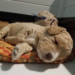 Goldendoodle Puppies from Kaosfarm Goldendoodles