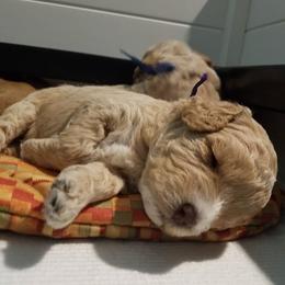 Goldendoodle Puppies from Kaosfarm Goldendoodles