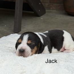 Jack - Black tan and bluetick male Beagle puppy in Mansfield, Missouri from Rippee Creek Kennel